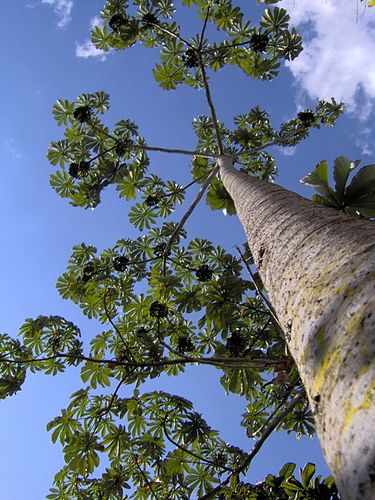 Pourouma cecropiifolia